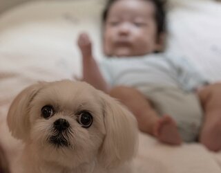 Hond en baby