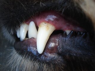 tandsteen hond