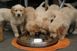 Wat mag een hond niet eten?