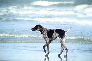 Reizen met je hond