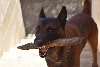 Tandverzorging hond