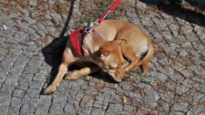 lichtgevende hondenhalsband