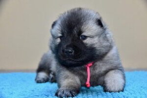 Beste snuffelmat hond