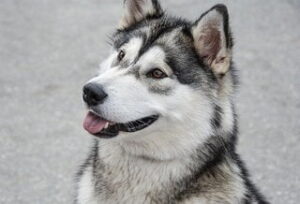 Alaska Malamute