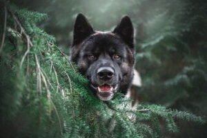 American Akita