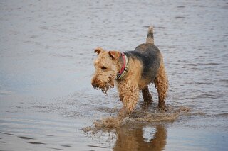 Hoe je hond afkoelen?