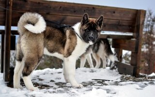 Amerikaanse akita