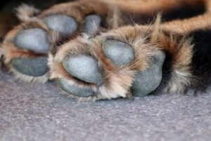 Beste nagelvijl hond