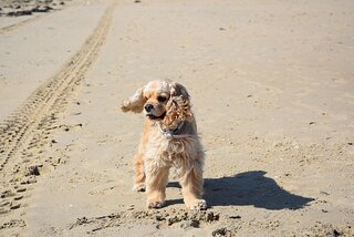 Amerikaanse cocker spaniel