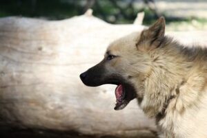 Gedragstherapie voor honden.