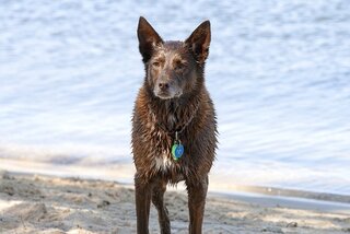 Australian kelpie