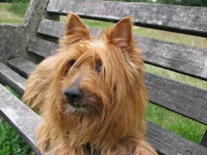 Australische Terrier