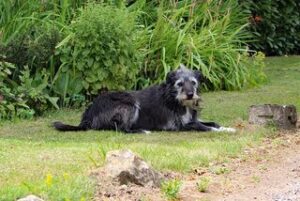 De beste hondenbuggy