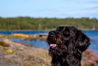 Labradoodle