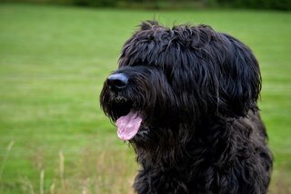 Briard wat je moet weten over dit hondenras nu.