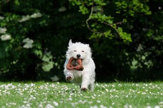 Apporteer speelgoed hond