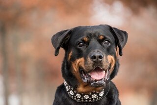 Beste hondenhalsband