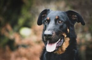 Beauceron