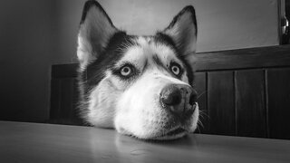 Siberische husky