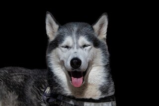 Siberische husky