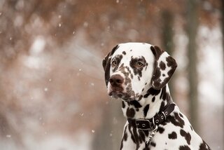Dalmatiër