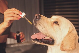 CBD olie hond