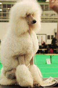 Hoe verzorg ik de vacht van mijn hond?