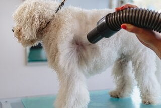 Hoe verzorg ik de vacht van mijn hond