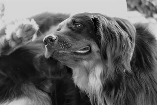 Hoe bescherm ik mijn hond tegen teken en vlooien?