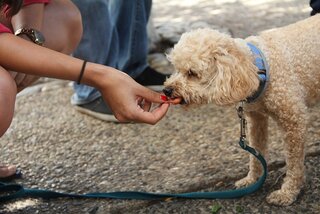 Wat mag een hond niet eten?