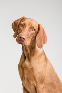BLAFFENDE HONDEN EN GEDRAGSPROBLEMEN