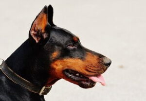 BLAFFENDE HONDEN EN GEDRAGSPROBLEMEN