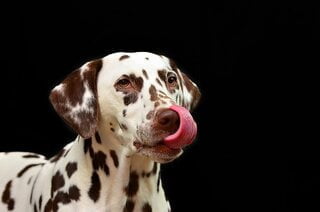 Supplementen voor honden