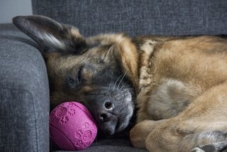 Schattige honden