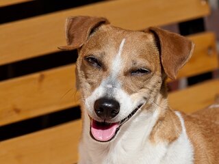 Schattige honden