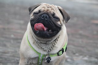 Schattige honden