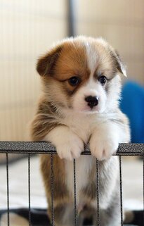 Corgi