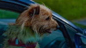 Mag een hond los in de auto België?