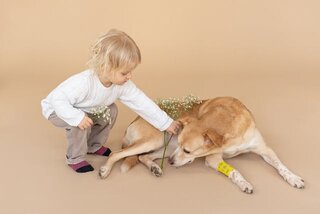 Honingzalf honden