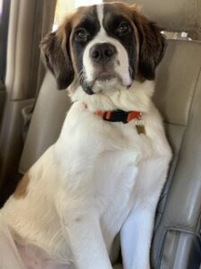 Mag een hond los in de auto België?