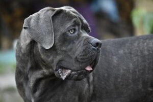 Cane Corso