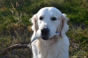 Welke vis mag een hond eten