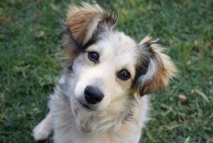 Griekse hondenrassen