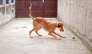 Saluki