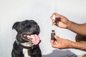 Medicatie Voor Epilepsie Hond