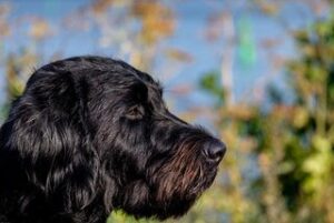 Labradoodle vachtverzorging