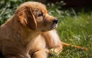 Hotspot hond