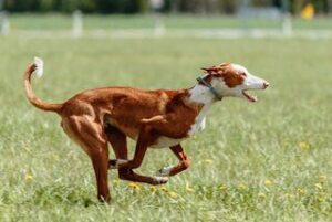 Podenco Ibicenco