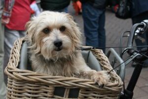 Beste hondenfietsmand