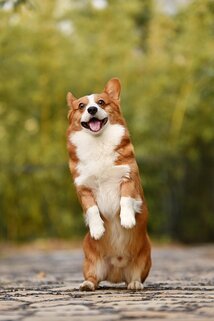 Overgewicht bij honden